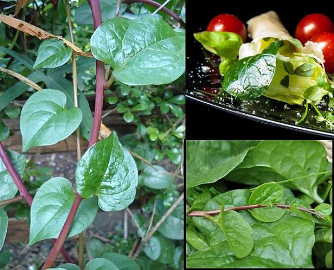 Ceylon Spinach or Malabar Greens, is a prolific vine grown as an annual for its shoots and leaves that taste similar to traditional spinach