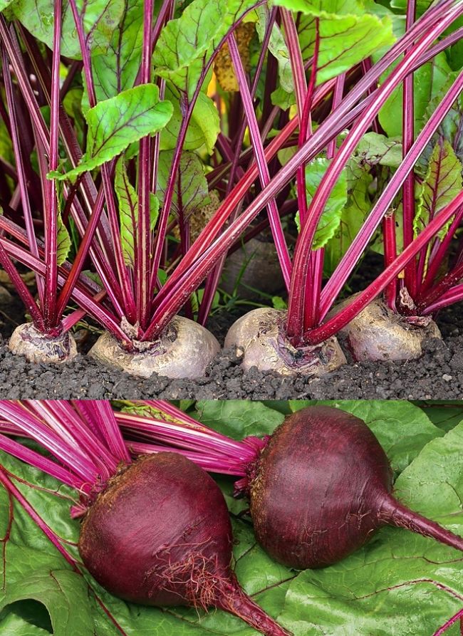 Beetroot plants and freshly harvested bulbs