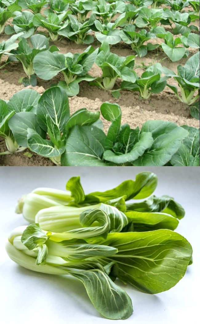 Pak Choy is the classic Asian green with many uses in salads and stir fries. Discover how to grow Pak Choy in your garden in this article