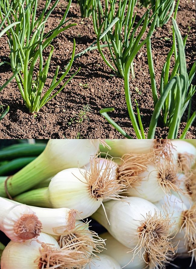 Learn when, where and how to grow Spring onions in your home garden to get a continual yield over the winter months.