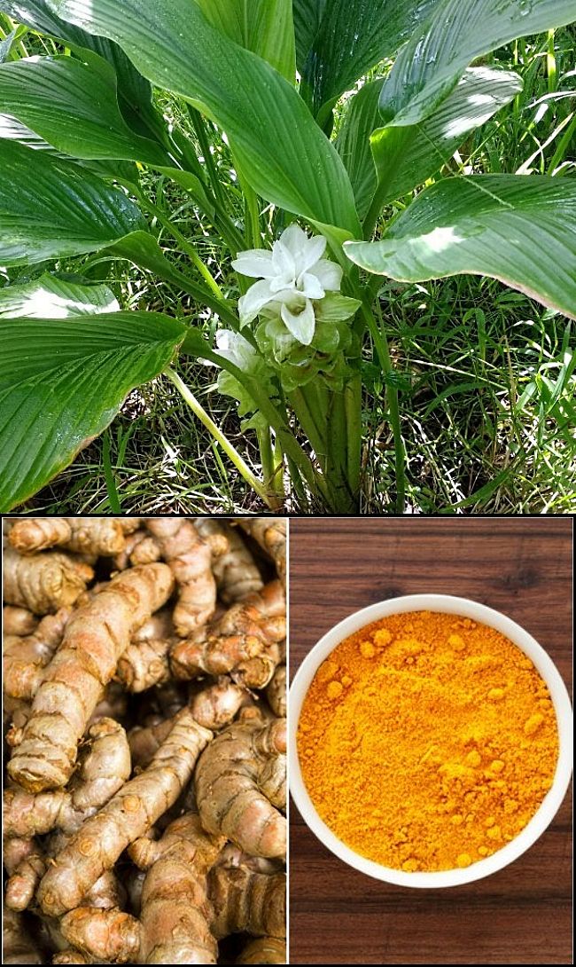 Learn to grow Turmeric (Tumeric) in your home garden - Comprehensive Growing Guide and Tips.