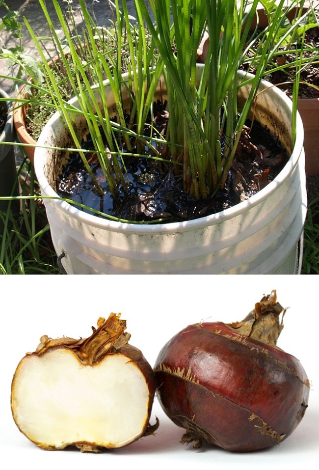 Discover how to grow Water Chestnut in your pond, old bath, pool or containers - Comprehensive Growing Guide and Tips.