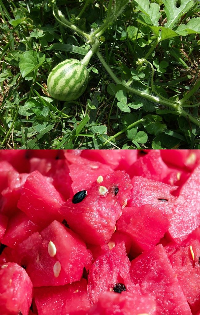 Planting and Growing Guide for Watermelons in home gardens - Comprehensive Guide with Tips and Tricks.