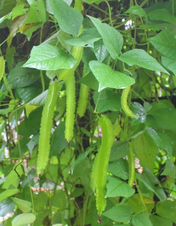 Winged bean (Asparagus pea)